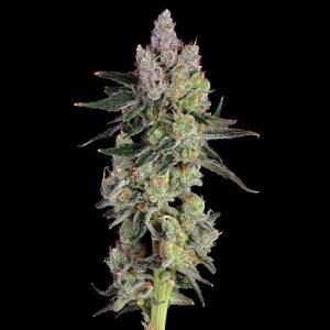Equilibrium Feminised Seeds - 6