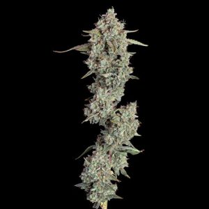 Everglades OG Auto Feminised Seeds - 6