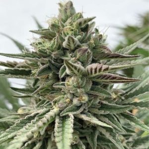 Humboldt Pound Cake Feminised Seeds - 5