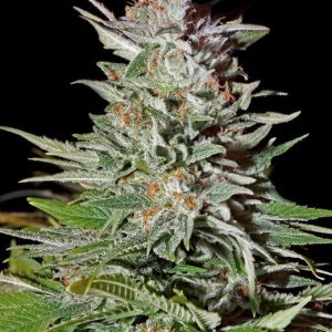 Super Lemon Haze Auto Feminised Seeds - 5