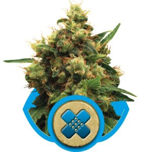 Painkiller XL CBD Feminised Seeds - 5