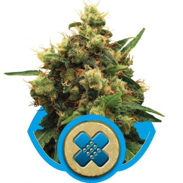 Painkiller XL CBD Feminised Seeds - 5