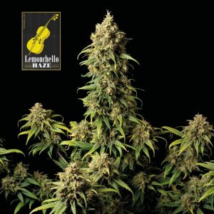 Lemonchello Haze Feminised Seeds - 1