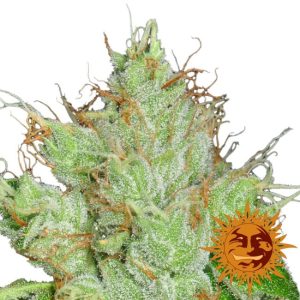 G13 Haze Regular Seeds - 10