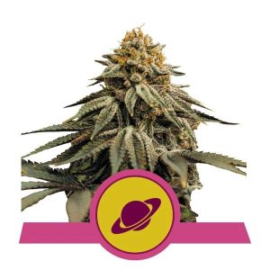 Royal Skywalker Feminised Seeds - 5