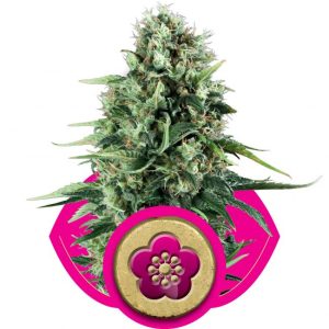 Power Flower Feminised Seeds - 5