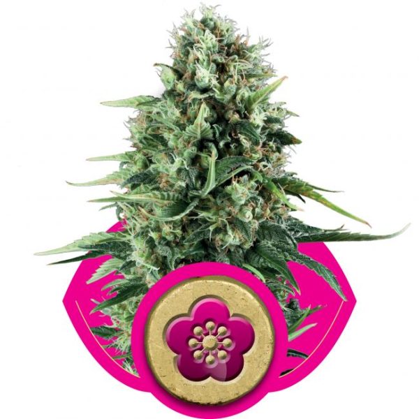 Power Flower Feminised Seeds - 5