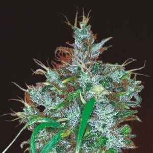 Panama Haze Feminised Seeds - 5