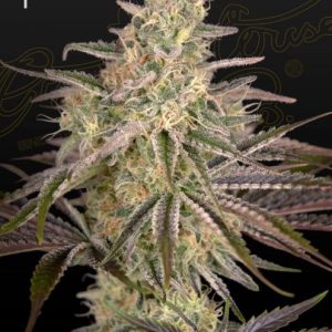 Cloud Walker Feminised Seeds - 5
