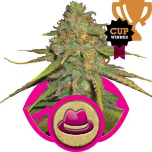 O.G. Kush Feminised Seeds - 5