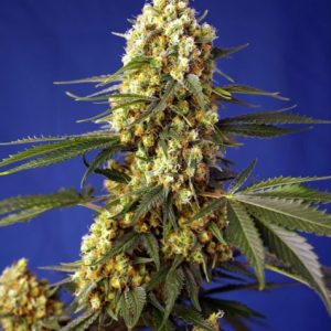 Strawberry Banana Gelato XL Auto Feminised Seeds - 5