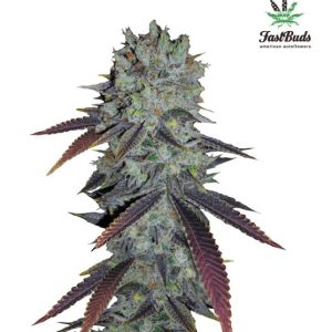 Fastberry Auto Feminised Seeds - 2
