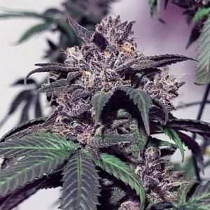 Purple Diesel Feminised Seeds - 6