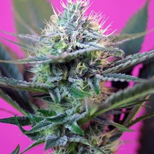 Speed + Auto Feminised Seeds - 25