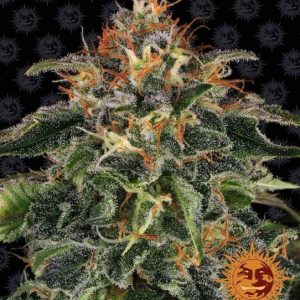 Moby Dick Feminised Seeds - 5