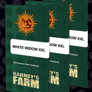 White Widow XXL Feminised Seeds - 5