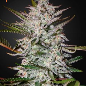 Holy Punch Feminised Seeds - 5
