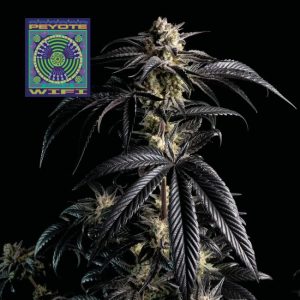 Peyote Zkittlez Feminised Seeds - 25
