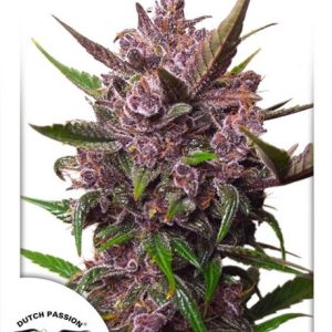 Blackberry Kush Auto Feminised Seeds - 7