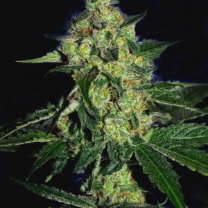 Sugar Mill Feminised Seeds (Gold Collection) - 6