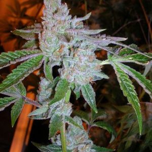 Tahoe OG Kush Feminised Seeds - 6