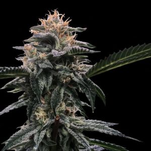 Banana Sorbet Feminised Seeds (Sorbet Collection) - 3