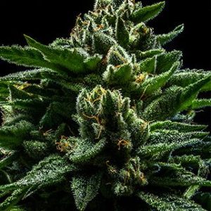 DO-G Feminised Seeds - 5