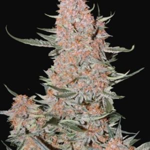 Ztrawberriez Auto Feminised Seeds - 2