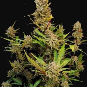 Apricot Auto Feminised Seeds - 2