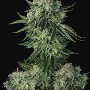 Original Moby Dick Auto Feminised Seeds - 2