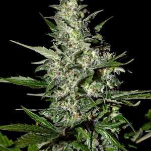 Super Critical Auto-flowering Feminised Seeds - 3