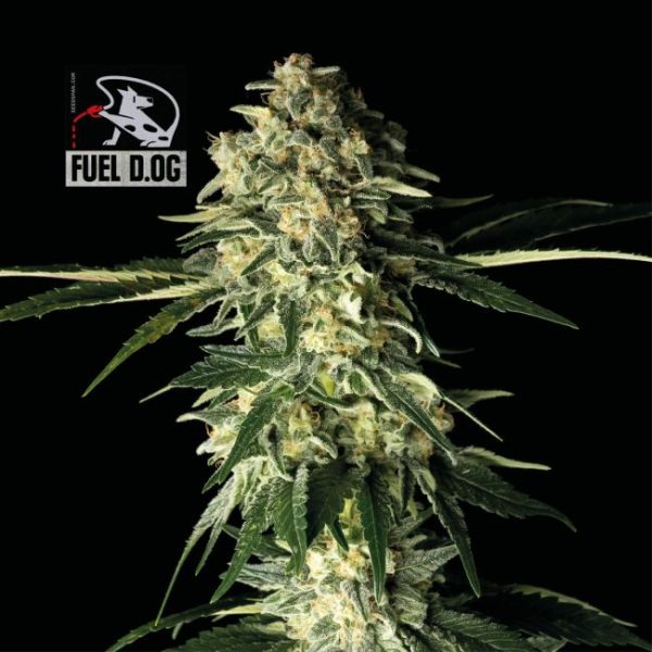 Fuel D.OG Feminised Seeds - 1 Pack - Seedsman - Image 2