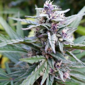 Hi-Biscus Feminised Seeds - 5