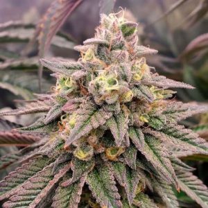 Forbidden Fruit FAST Feminised Seeds - 5