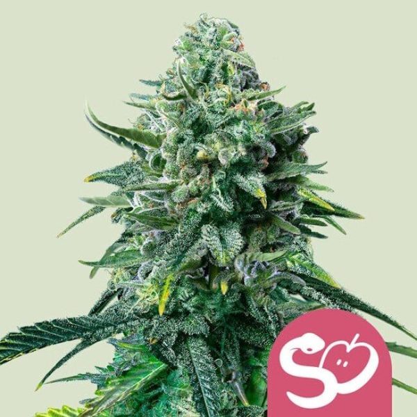 Forbidden Fruit Feminised Seeds - 5