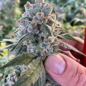 Frosted Guava Auto Feminised Seeds - 5