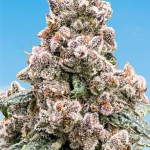 Frosted Raspberries S1 Feminised Seeds - 6