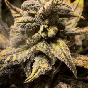 Frosted Skywalker Auto Feminised Seeds - 5