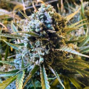 Frosted Watermelon Auto Feminised Seeds - 5