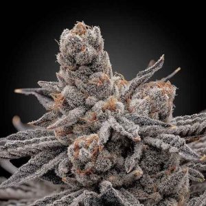 Frosty Melons Feminised Seeds - 6