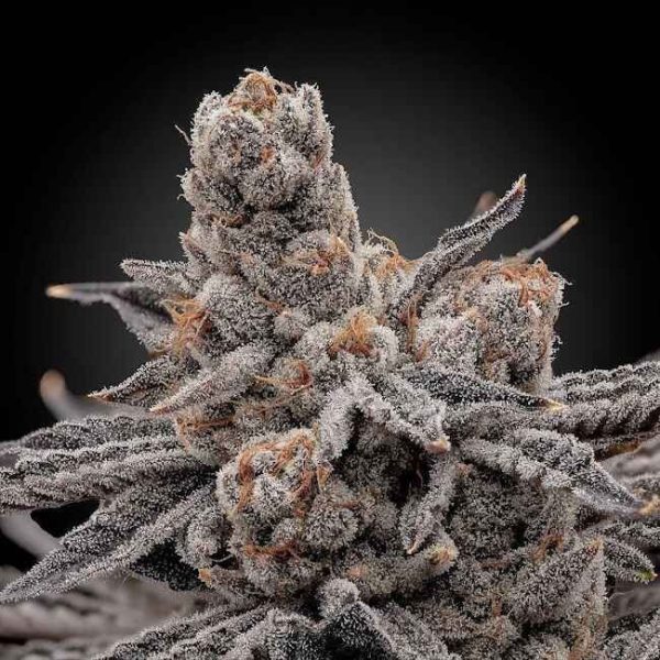Frosty Melons Feminised Seeds - 6