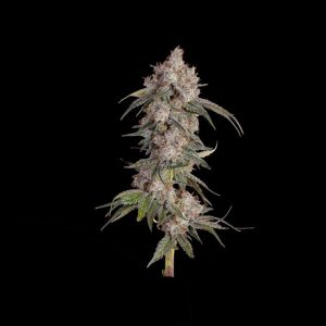 Game Over Feminised Seeds - 6