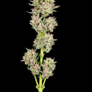 Garlic Jam Auto Feminised Seeds - 5