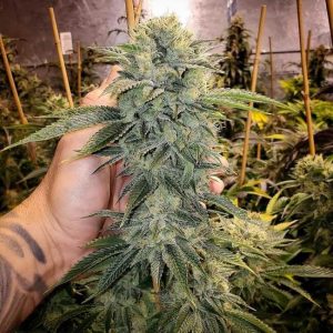 Geist OG FAST Feminised Seeds - 5