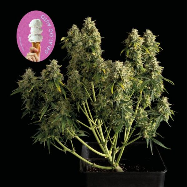 Gelat.OG Auto Feminised Seeds - 50 Pack - Seedsman - Image 2