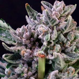Gelato 41 Feminised Seeds - 5