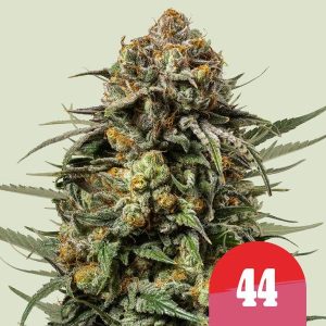 Gelato 44 Feminised Seeds - 10