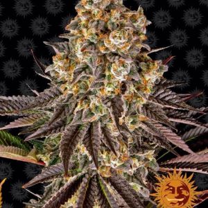 Gelato 45 Feminised Seeds - 10