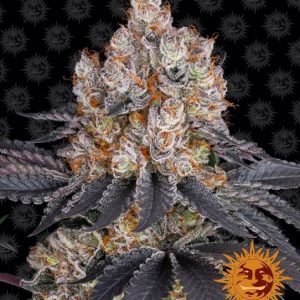 Gelato Feminised Seeds - 10