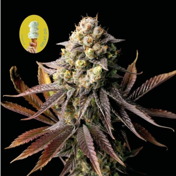 Gelat.OG Feminised Seeds - 100 Pack - Seedsman - Image 2